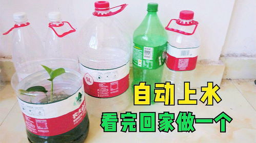 夏天小雞不能斷了水,找來(lái)塑料瓶制作一個(gè)飲水器,自動(dòng)續(xù)水