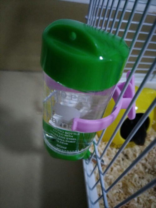 給花枝鼠用小飲水器裝的水好像沒(méi)怎么少,是它不知道去喝嗎 還是需要訓(xùn)練它去和