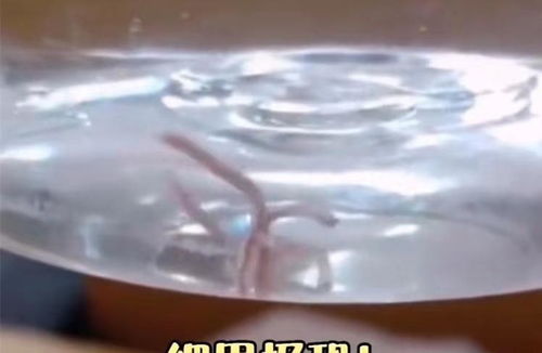 河北一學(xué)生在桶裝水里發(fā)現(xiàn)活蟲,廠家 是假水,經(jīng)銷商擅自灌裝